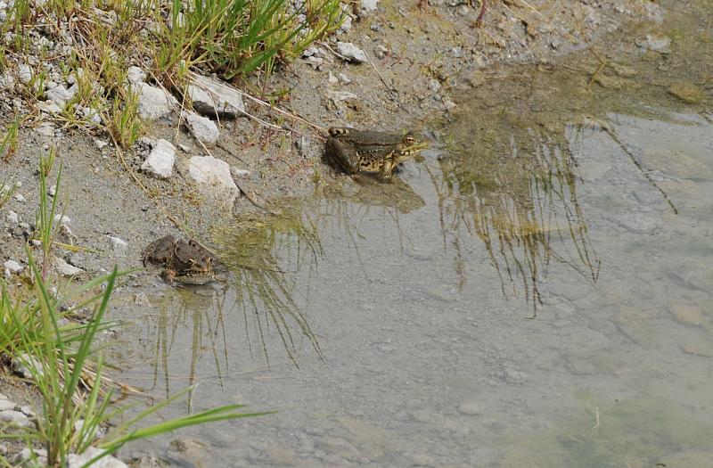 Pelophylax ridibundus