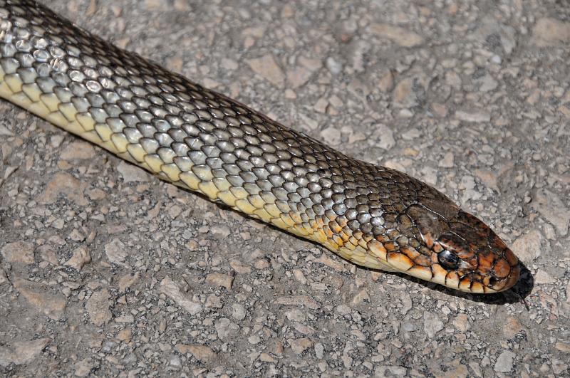 Dolichophis caspius