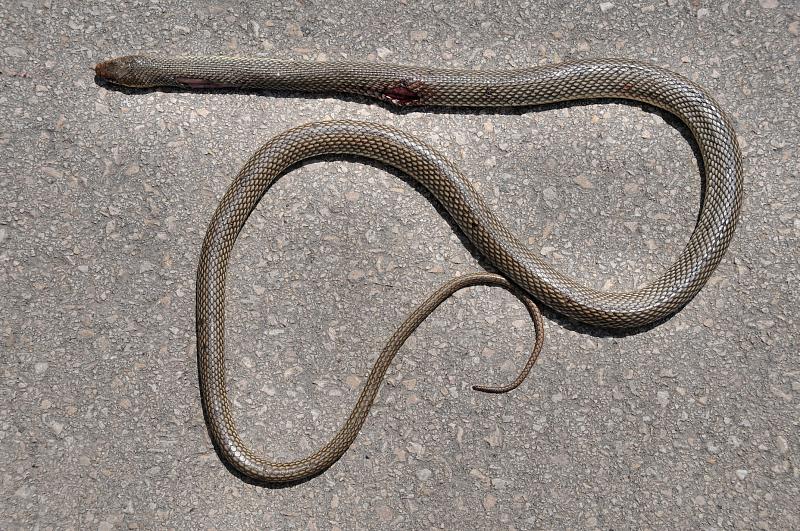 Dolichophis caspius