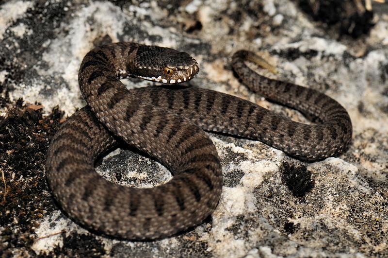 Vipera berus