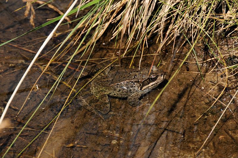 Rana temporaria