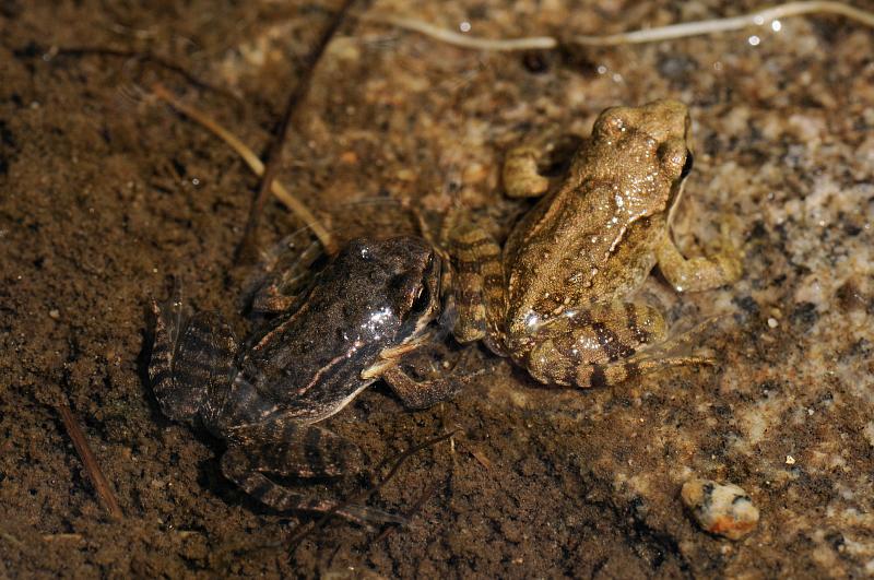 Rana temporaria