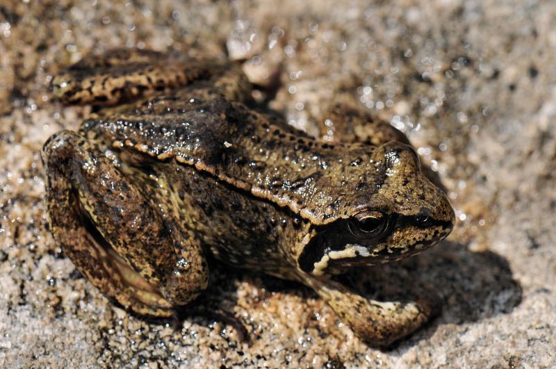 Rana temporaria