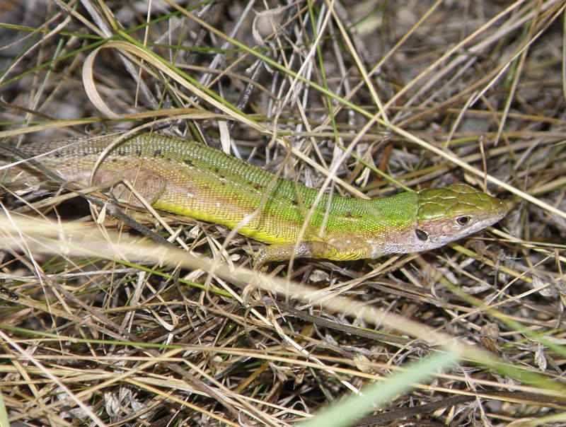 Lacerta viridis