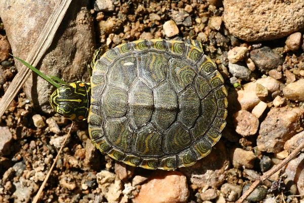 Trachemys scripta