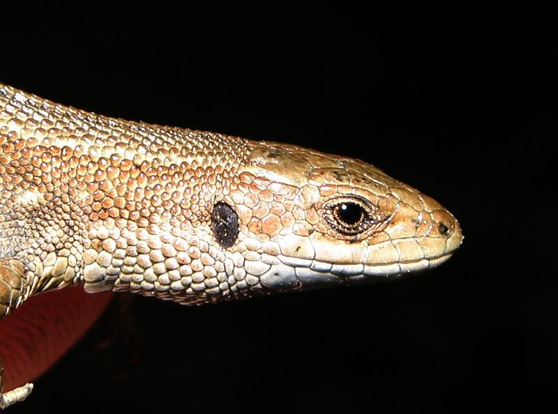Zootoca vivipara