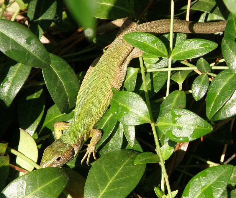 Lacerta viridis