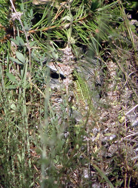 Lacerta viridis