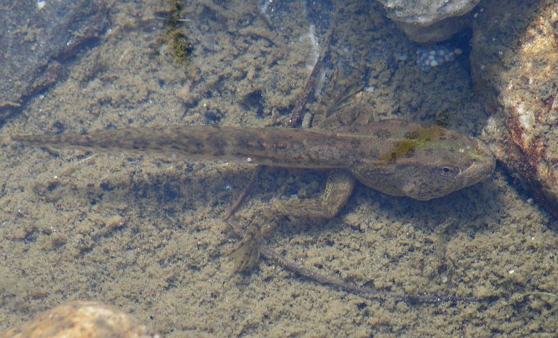 Pelophylax ridibundus