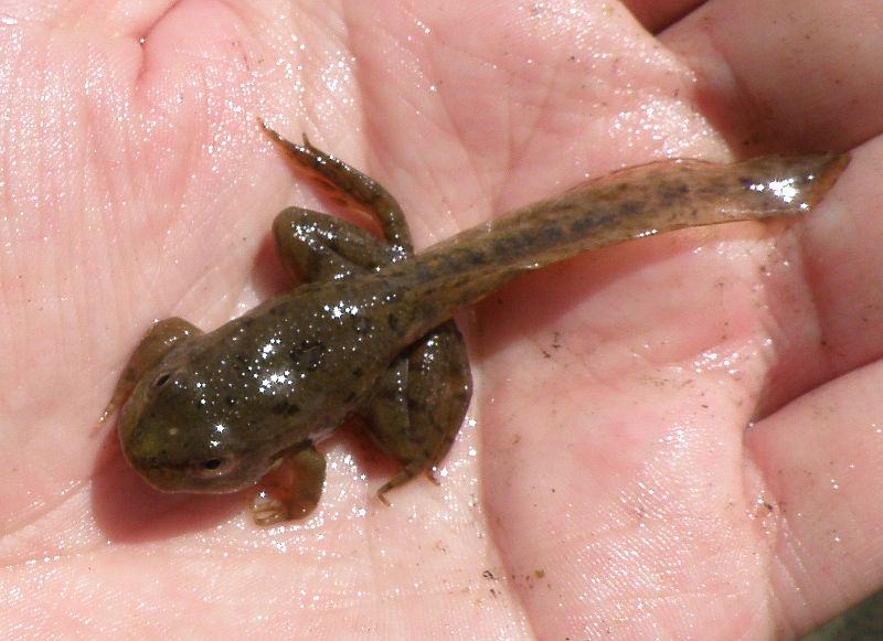 Pelophylax ridibundus