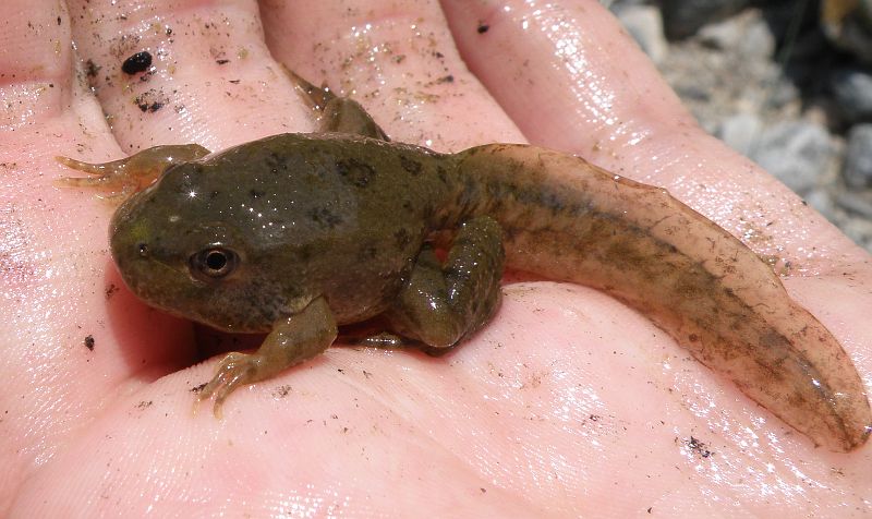 Pelophylax ridibundus Pelophylax ridibundus
