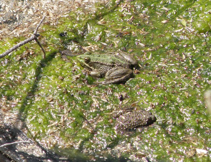 Pelophylax ridibundus