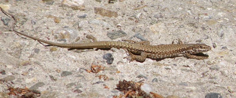 Podarcis muralis