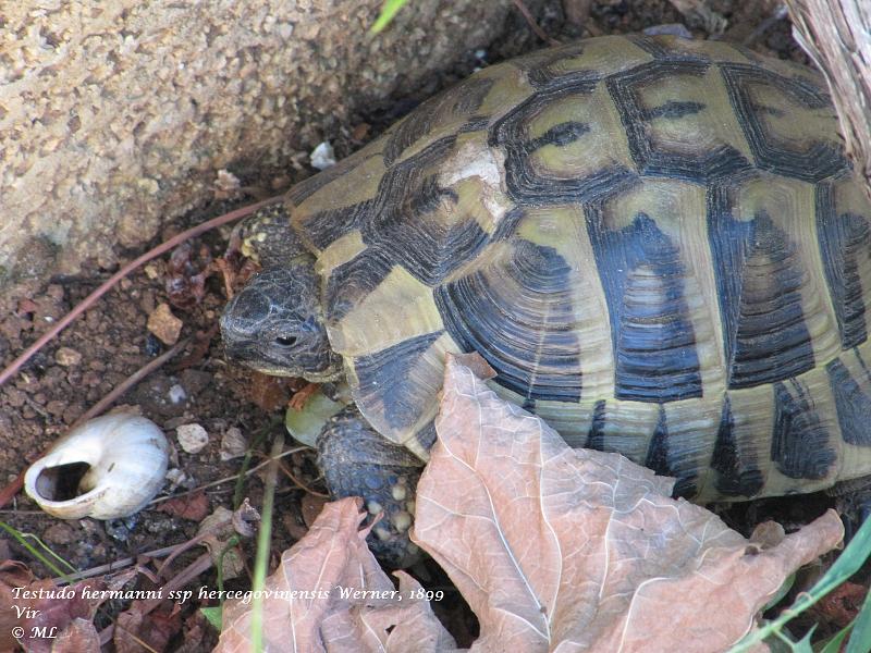 Testudo hermanni