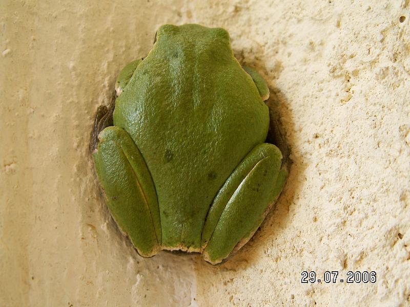 Hyla arborea