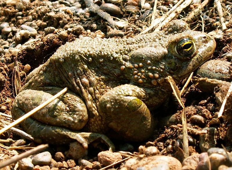 Pseudepidalea viridis