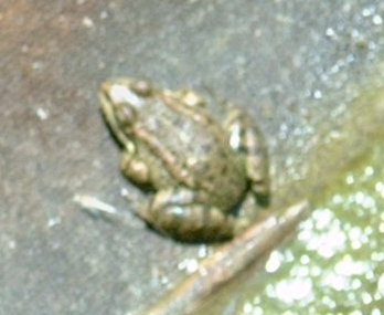 Pelophylax cretensis