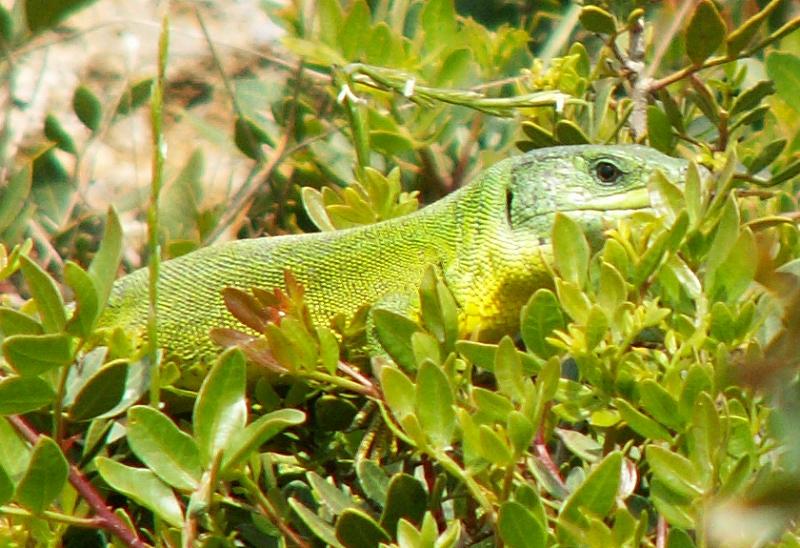 Lacerta trilineata