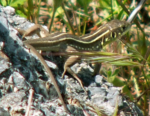 Lacerta trilineata