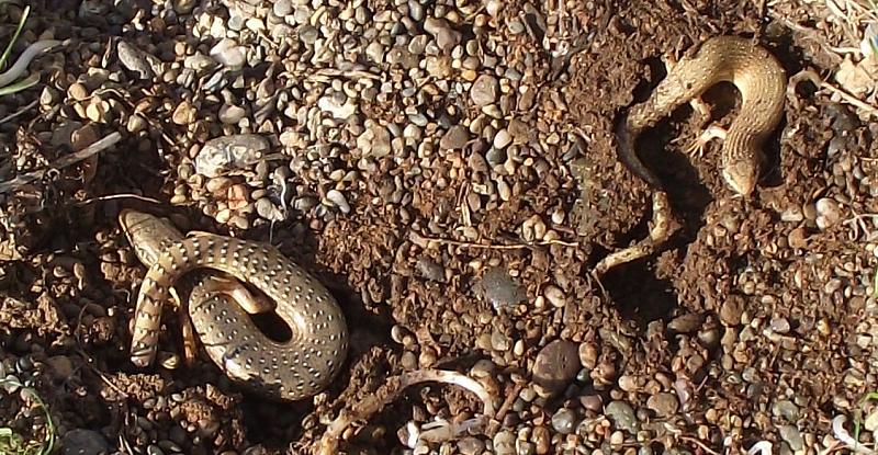 Chalcides ocellatus