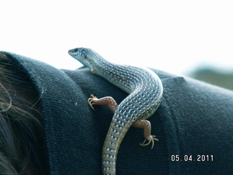 Chalcides ocellatus