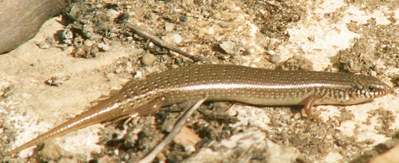 Chalcides ocellatus