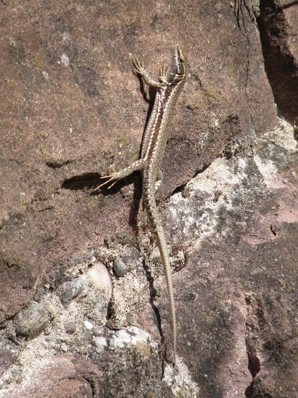 Podarcis muralis