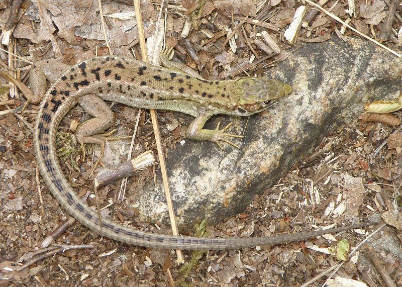 Lacerta viridis