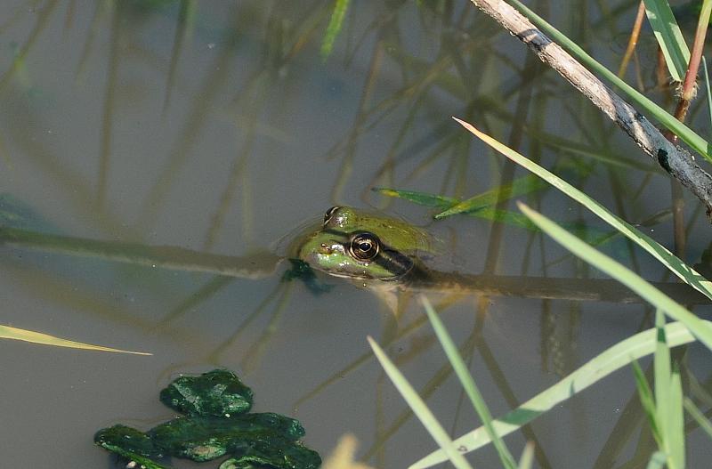 Pelophylax bedriagae