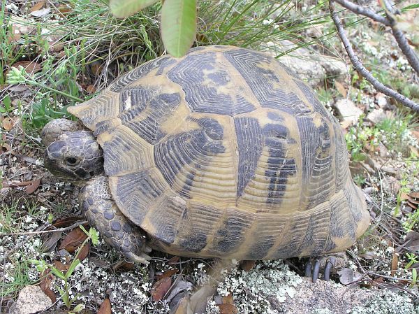 Testudo graeca