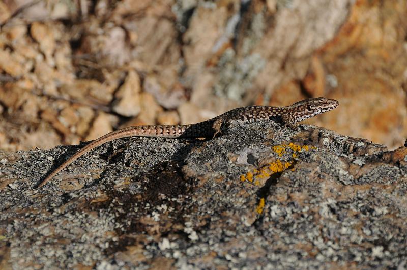 Podarcis muralis