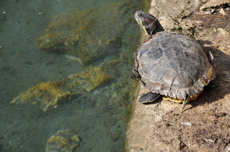 Trachemys scripta