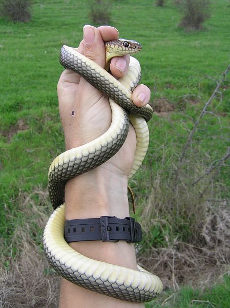 Dolichophis caspius