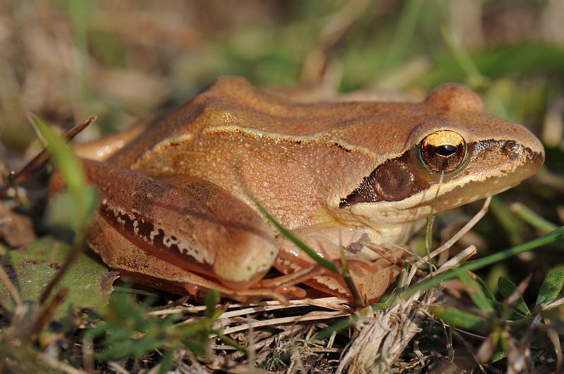 Rana dalmatina