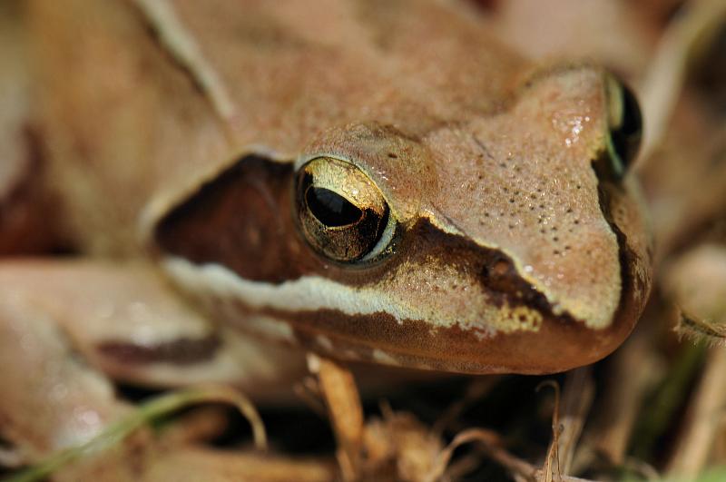 Rana dalmatina