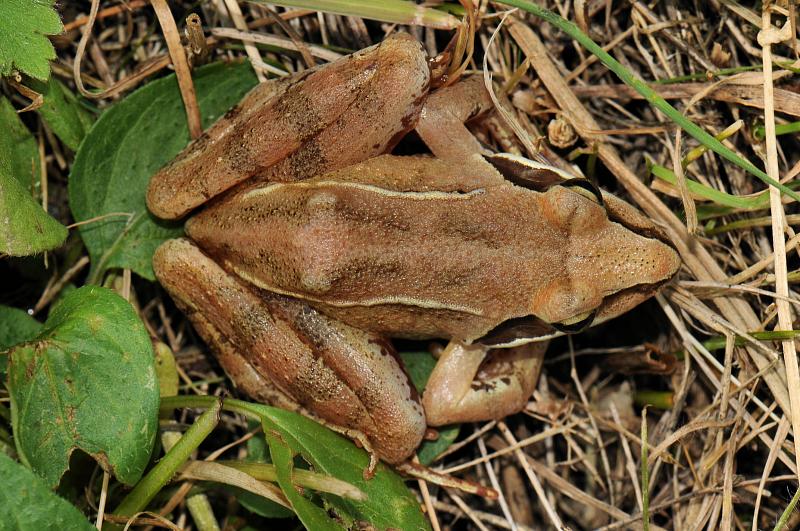 Rana dalmatina