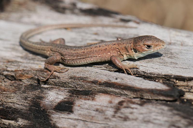 Lacerta viridis