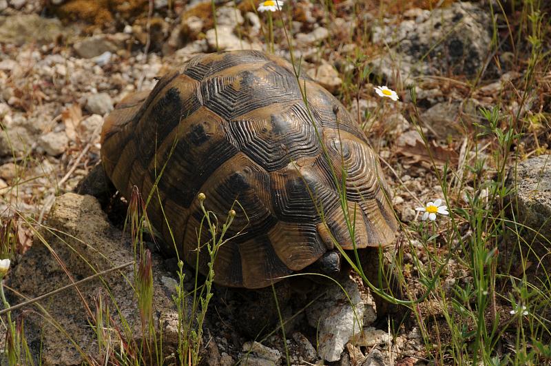 Testudo graeca