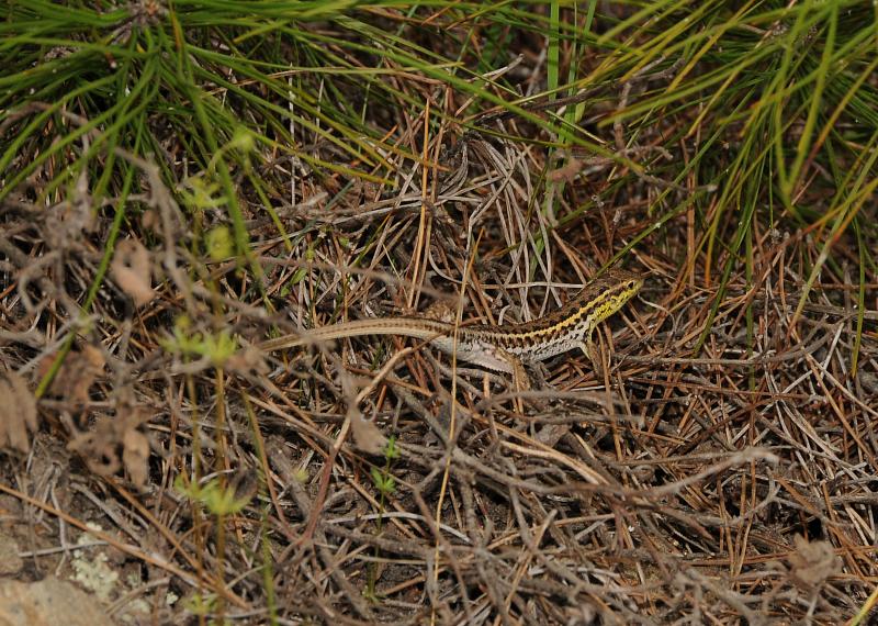 Ophisops elegans