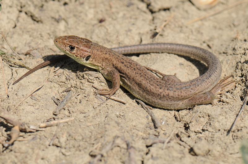 Lacerta viridis