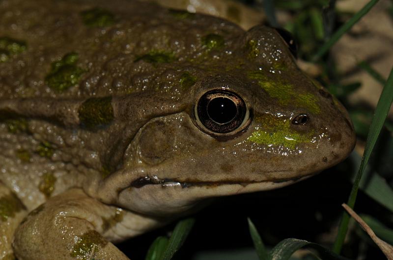 Pelophylax ridibundus