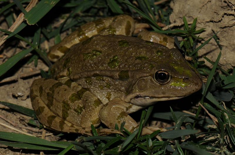 Pelophylax ridibundus