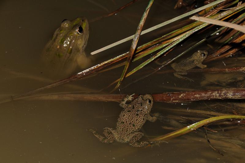 Pelophylax ridibundus