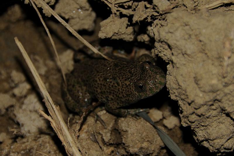 Bombina variegata