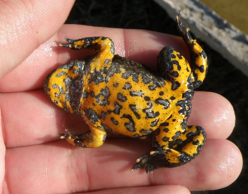 Bombina variegata