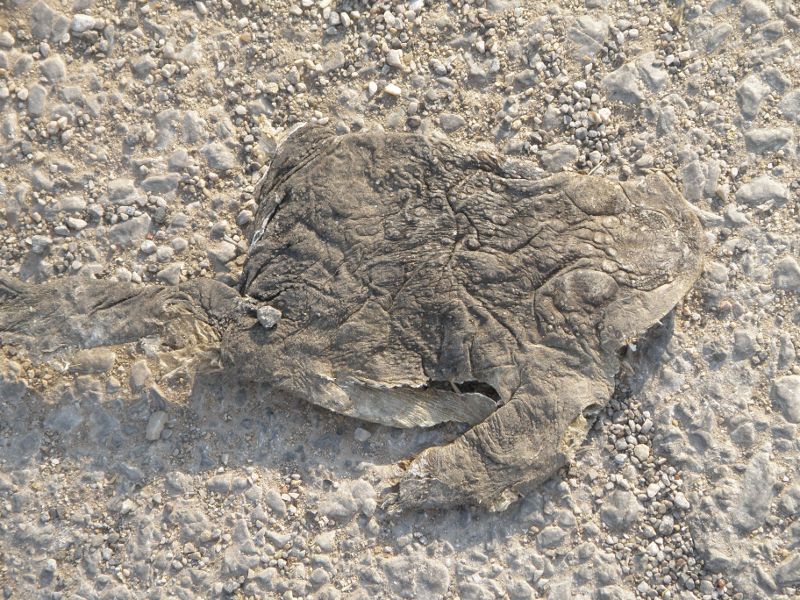 Bufo bufo