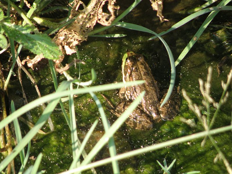 Pelophylax ridibundus