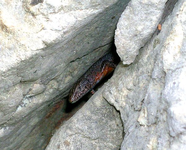 Algyroides nigropunctatus