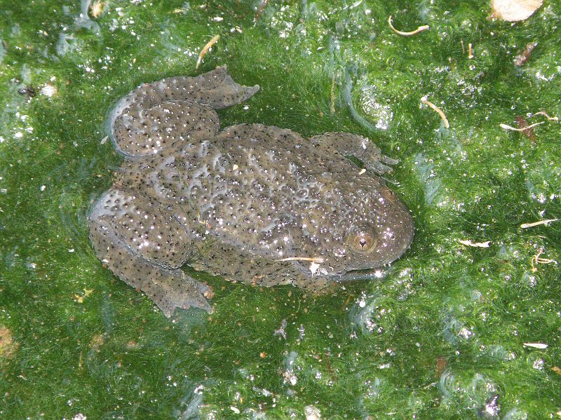 Bombina variegata