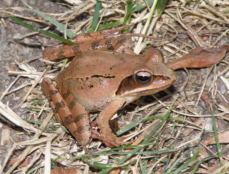 Rana dalmatina